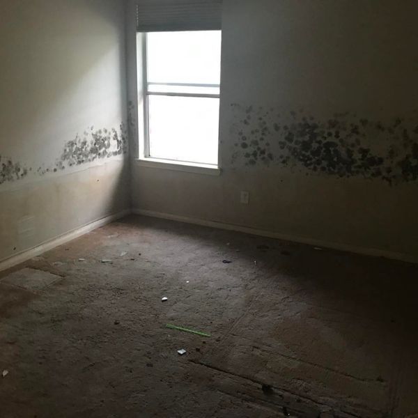 Mold Removal in Willis TX