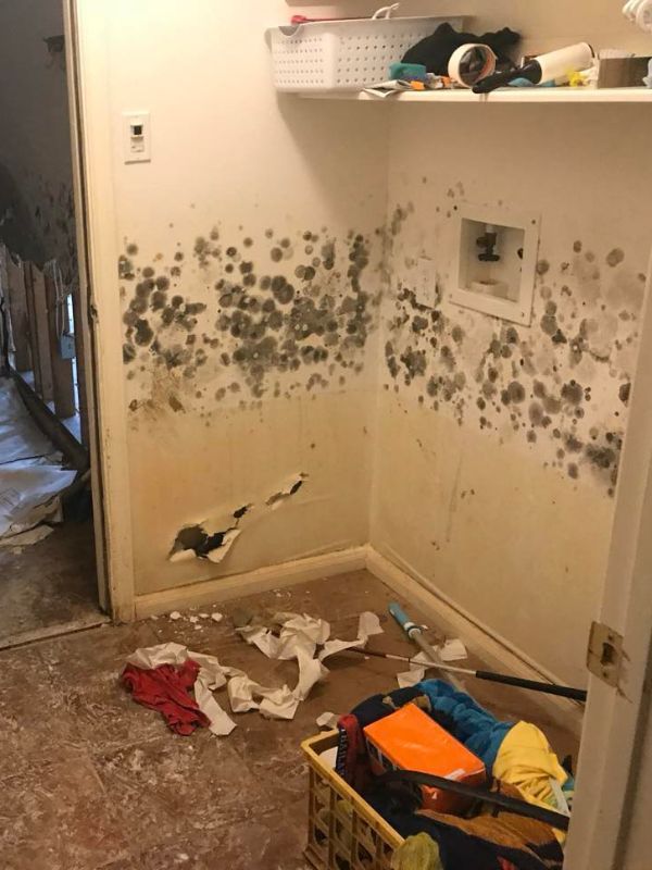 Best Mold Removal